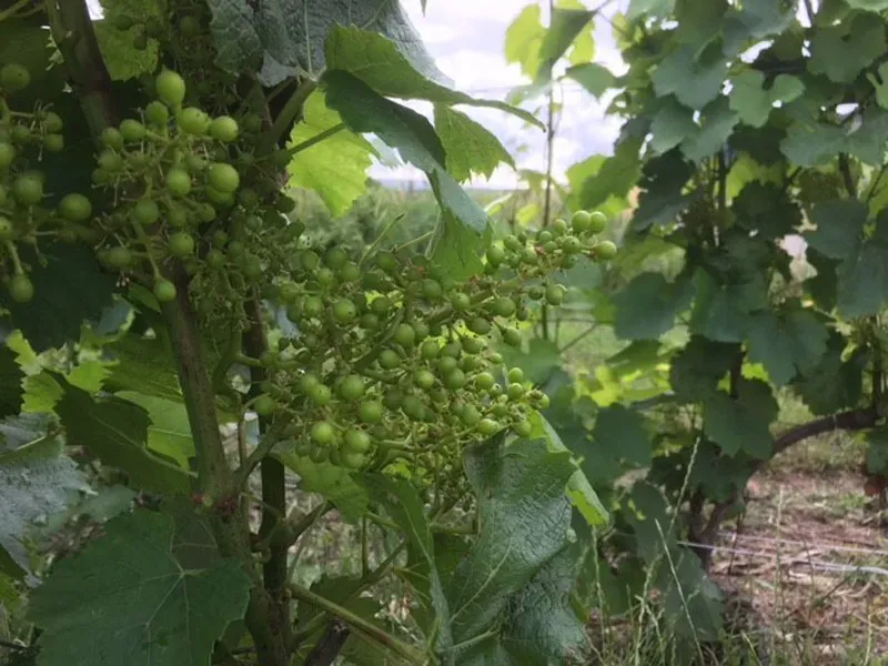 vignobles (1)