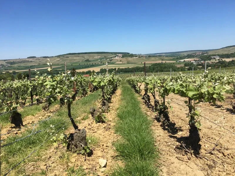 vignobles (2)