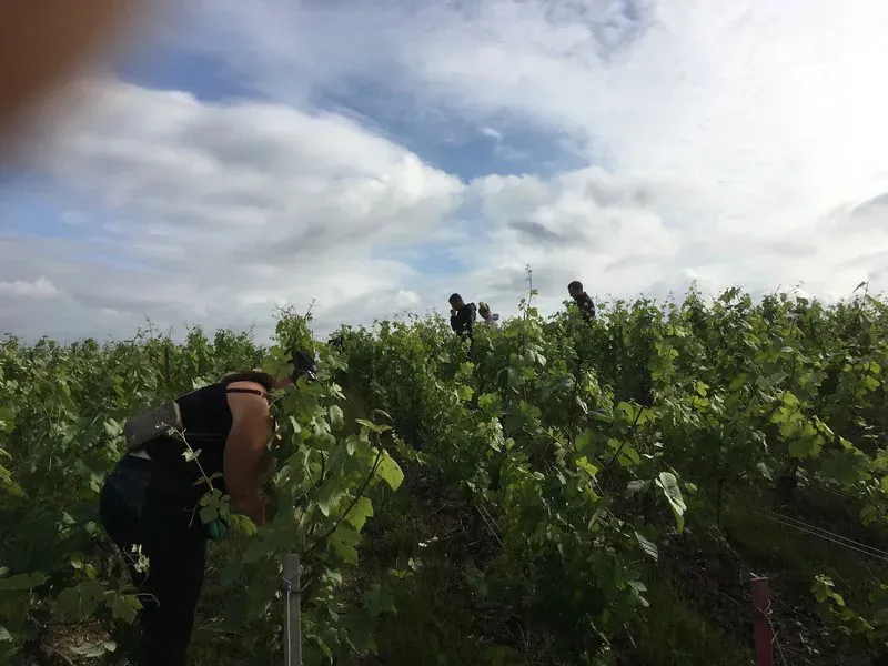 vignobles (3)