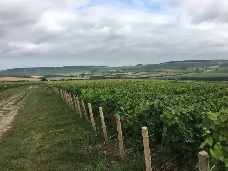 vignobles (4)