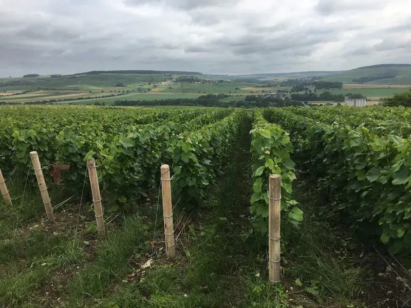vignobles (5)