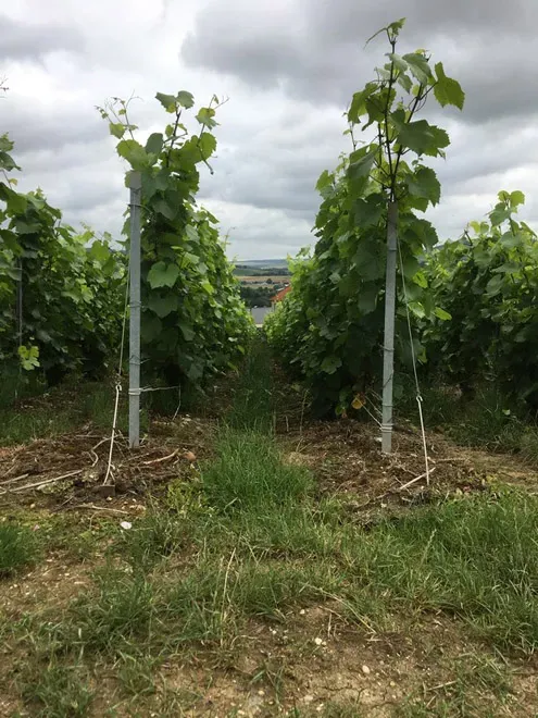vignobles (7)