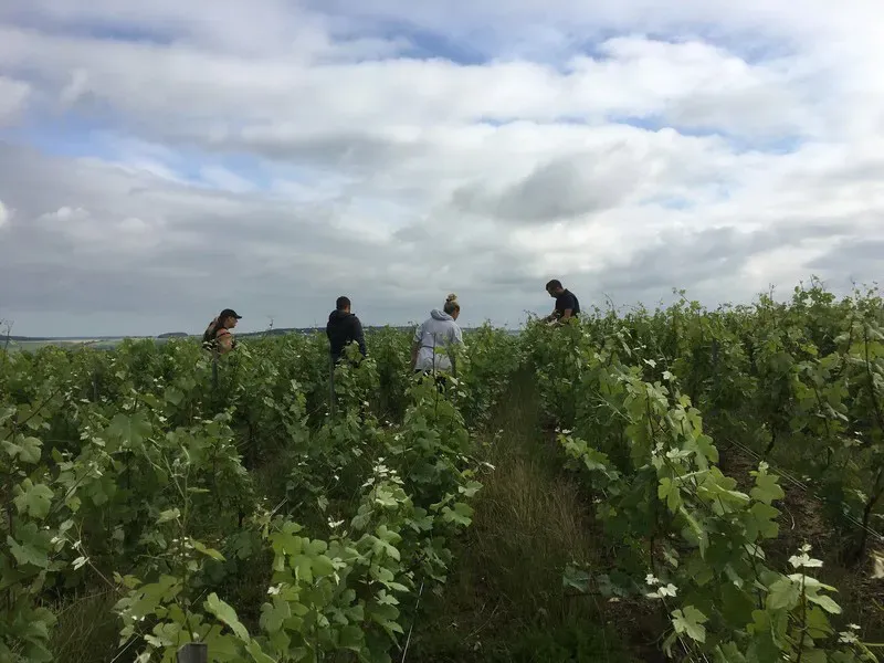 vignobles (8)
