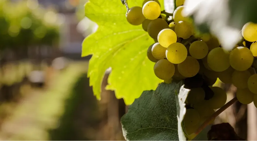 Entretien vigne champagne à Mareuil-le-Port